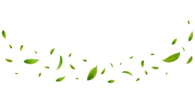 Yeşil Yüzen Yapraklar Uçan Yapraklar Süslemesi. Vegan, eko, organik tasarım. Kozmetik desen sınırı. Taze çay arkaplanı. Güzellik ürünü. Vektör illüstrasyonu