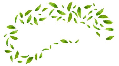 Yeşil Yüzen Yapraklar Uçan Yapraklar Süslemesi. Vegan, eko, organik tasarım. Kozmetik desen sınırı. Taze çay arkaplanı. Güzellik ürünü. Vektör illüstrasyonu