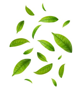 Yeşil Yüzen Yapraklar Uçan Yapraklar Süslemesi. Vegan, eko, organik tasarım. Kozmetik desen sınırı. Taze çay arkaplanı. Güzellik ürünü. Vektör illüstrasyonu