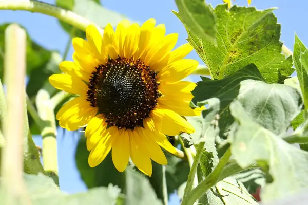 Girasole in una giornata soleggiata con cielo azzurro 