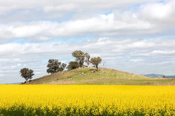 オーストラリアの田舎の小さな岩の丘の中腹の底にある菜の花畑 ロイヤリティフリーのストック画像