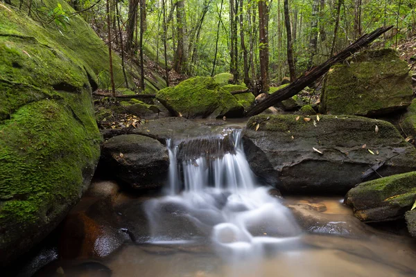 Vodopád Bujné Zelené Rokli Australském Křoví Zelený Mech Stromy Dominují Stock Snímky