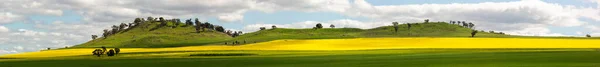 Канола Поля Холмы Живописная Панорама — стоковое фото
