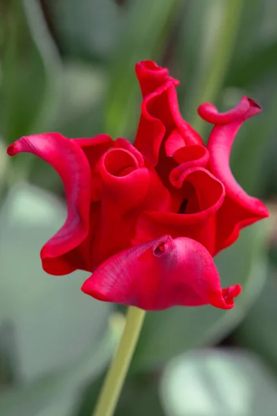 Egy Speciálisan Tenyésztett Vörös Tulipán — Stock Fotó