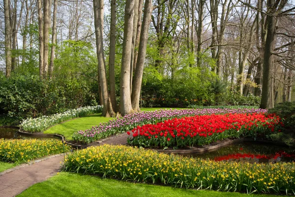 Fioletowe Czerwone Tulipany Granicy Drzewami — Zdjęcie stockowe