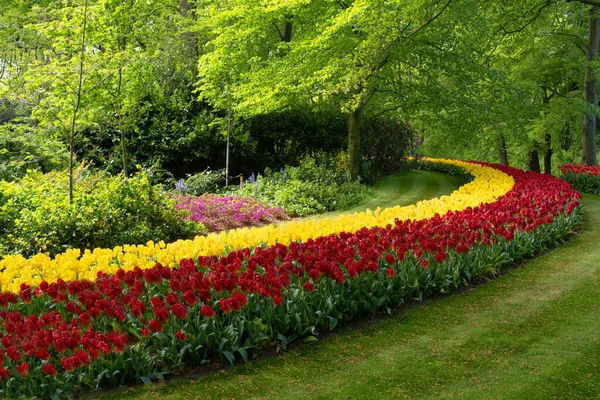Czerwone Żółte Tulipany Granicach — Zdjęcie stockowe