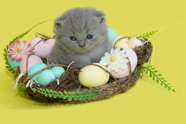 一只年轻的小猫躺在褐色的篮子里 在复活节的时候 它带着蛋 背景是黄色的 图库图片