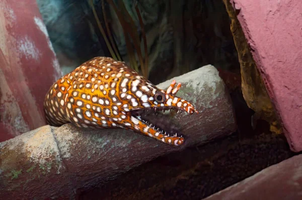 Akvaryumdaki Leopar Moray Yılanbalığının Yakın Çekimi Telifsiz Stok Fotoğraflar
