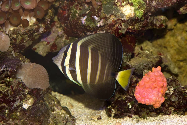 Ein Zebrasoma Veliferum Doktorfisch Einem Aquarium Mit Korallen lizenzfreie Stockbilder
