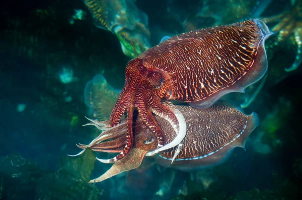 Paring Cuttlefish Een Viskwekerij Vietnam Stockfoto