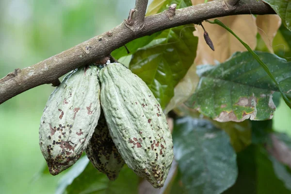 Junge Kakaoschoten Auf Einem Baum Stockbild