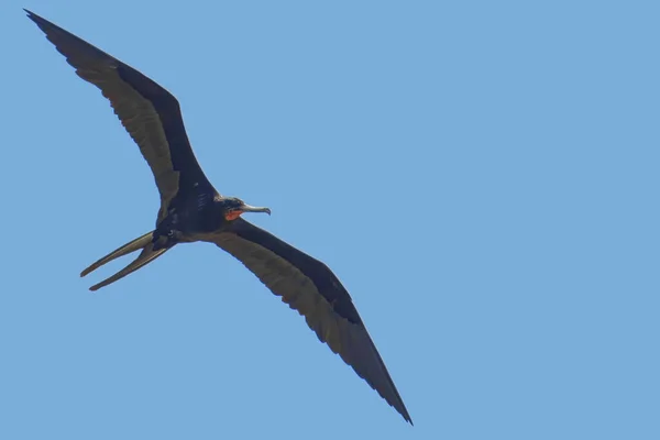 Frigatebird Volando Contra Cielo Azul Imagen De Stock