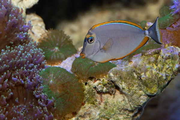 Ein Naso Elegans Doktorfisch Aquarium Mit Korallen Stockbild