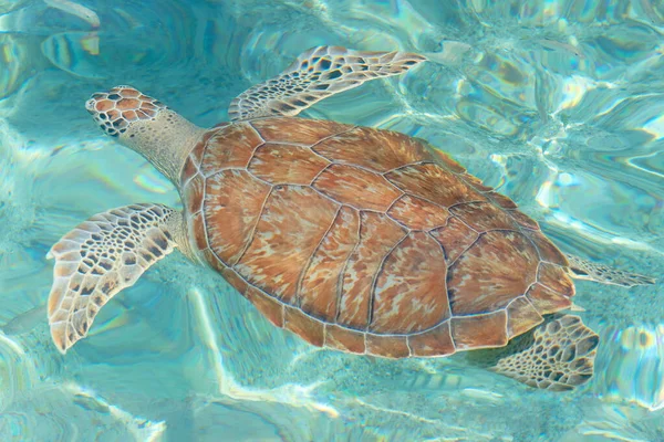 Karayip Adası Curacao Daki Açık Denizde Deniz Kaplumbağası - Stok İmaj