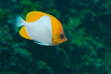 Akvaryumdaki bir piramit kelebeği yemek için bir şeyler arıyor.