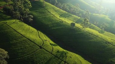 Aerial drone view of scenery road through green mountains hills and tea plantations. High quality 4k drone video. Green tea fields for vloggers travel video or advertising eco-friendly agriculture