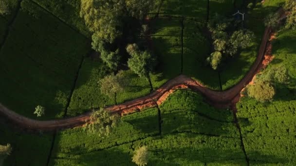 Aerial Drone Top View Scenery Road Green Mountains Hills Tea — Vídeos de Stock