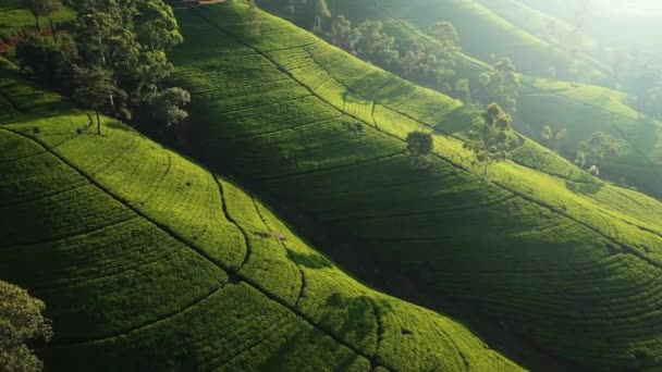 Aerial Drone View Scenery Road Green Mountains Hills Tea Plantations — 비디오