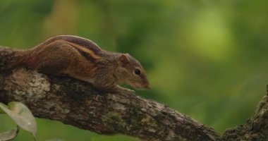 Hint palmiye sincabı ya da üç çizgili palmiye sincabı, Sciuridae familyasından doğal olarak Hindistan ve Sri Lanka 'da bulunan bir kemirgen türüdür. Seçici odaklanma. Yüksek kalite 4k görüntü