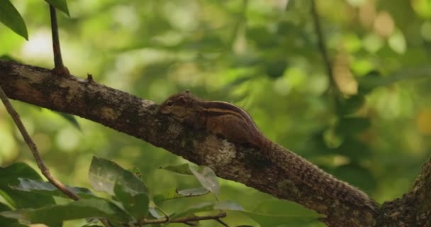 インドのヤシリスまたは3本縞のヤシリスは インドやスリランカで自然に見られる科のげっ歯類の一種です 選択的フォーカス 高品質4K映像 — ストック動画