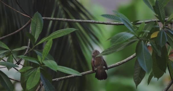놀라운 느리게 움직이는 영상은 나뭇가지에 야자나무 정글을 배경으로 깃털을 손질하고 — 비디오