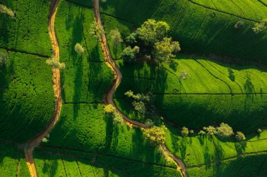 Nuwara Eliya, Sri Lanka yakınlarındaki yeşil çay çiftliğinin hava manzarası. Yüksek kalite fotoğraf. Arkaplan ve afiş için yeşil çay sahası