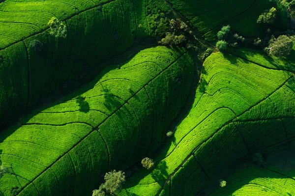 スリランカのヌワラ エリヤ近くの国での緑茶プランテーションのパノラマの空中トップビュー 高品質の写真 背景とバナーのための緑の茶畑 — ストック写真