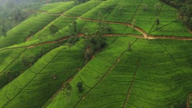 Sri Lanka 'da çay tarlalarının bulunduğu dağlık alanın havadan görünüşü. Şafak vakti yeşil çay tarlalarının manzarası. Yüksek kalite 4K görüntü