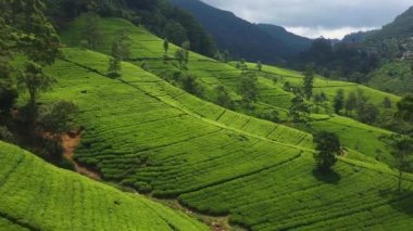 Sri Lanka 'da çay tarlalarının bulunduğu dağlık alanın havadan görünüşü. Şafak vakti yeşil çay tarlalarının manzarası. Yüksek kalite 4K görüntü