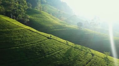 Enfes dağlardan ve yeşil çay tarlalarından geçen hava aracı manzaralı yolun manzarası. Yüksek kalite 4K İHA videosu. Vlogcular için yeşil çay alanları seyahat videoları veya çevre dostu reklamlar