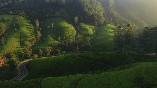 Yeşil Dağ Tepeleri Çay Tarlaları Boyunca Manzaralı Yolun Insansız Hava — Stok video