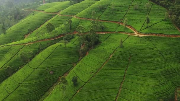 Vista Aérea Zona Montañosa Donde Encuentran Las Plantaciones Sri Lanka — Vídeo de stock