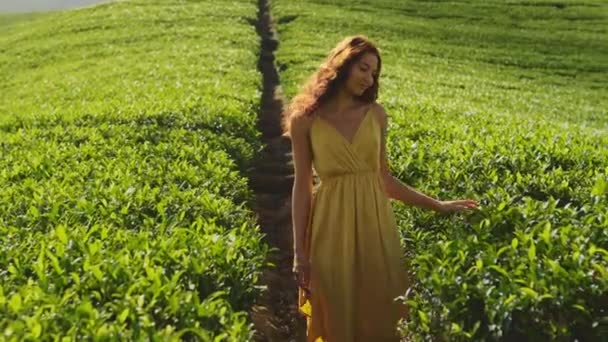 Romantique Voyageur Femme Élégant Marchant Contre Natures Fond Plantations Thé — Video