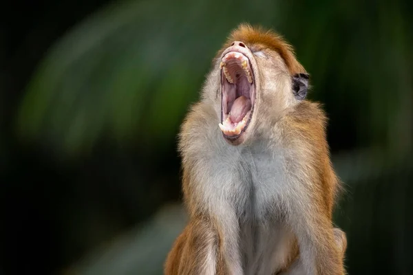 Der Affe Schreit Laut Mit Einem Großen Offenen Maul Und — Stockfoto