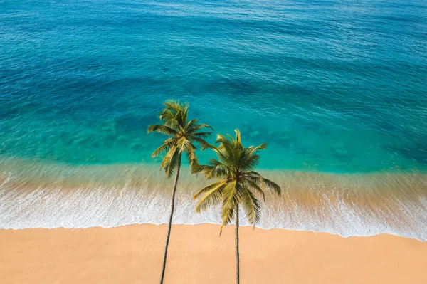 空中无人驾驶飞机俯瞰美丽的热带海滩 拥有两棵棕榈树和清澈的水 完美的海岸 沙滩和椰子树 — 图库照片