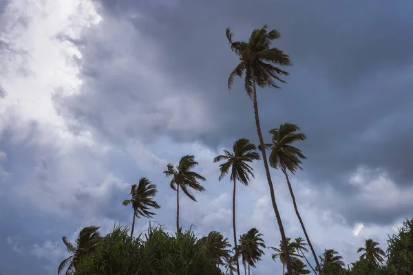 这张令人叹为观止的照片拍摄了热带棕榈在漆黑而狂暴的夜空中的轮廓 布满了灰蒙蒙的云彩和即将到来的风暴的预兆 非常适合旅行 旅游和旅游 — 图库照片
