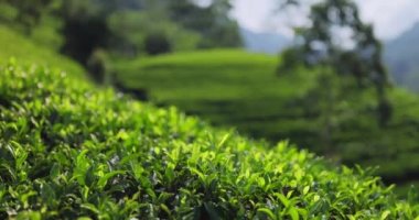 Sri Lanka 'daki çay çiftliklerinin çekimleri. Yüksek kalite ağır çekim 4k görüntü