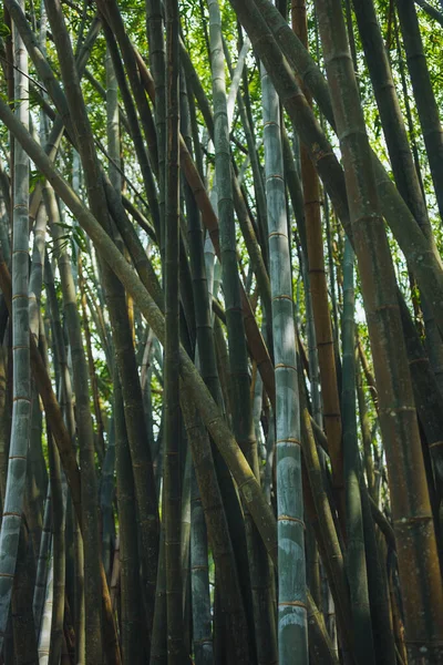Uma Floresta Bambu Exuberante Com Talos Verdes Vibrantes Crescendo Quadro — Fotografia de Stock