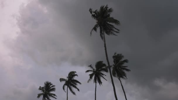 Lélegzetelállító Fénykép Trópusi Tenyereket Ragad Meg Sötét Viharos Esti Égbolton — Stock videók