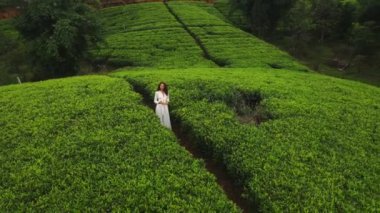 Romantik bir kadın yolcuyla dağlardaki arka plan çay çiftliklerinin hava aracı görüntüsü. Nuwara Eliya, Sri Lanka.