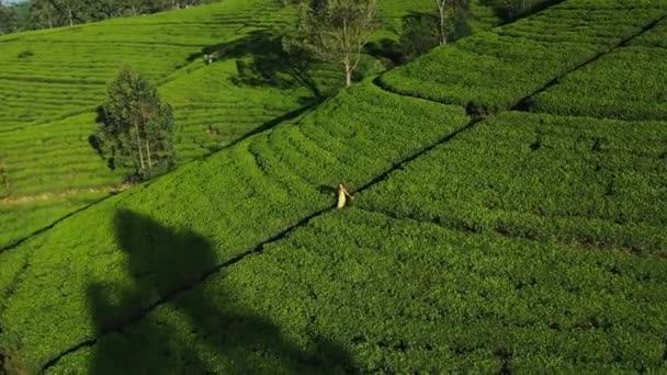 Orbite Épique Drone Aérien Prise Vue Terrasses Thé Dans Les — Video