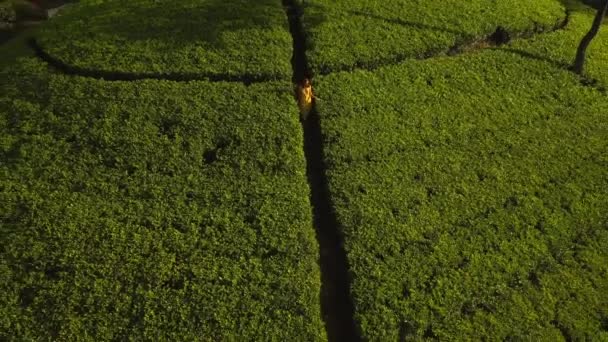Epic Aerial Drone Vidéo Terrasses Thé Dans Les Montagnes Avec — Video