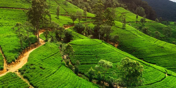 スリランカの茶畑がある山岳地帯の空中ビュー 夜明けに緑の茶畑と風景 高品質4K写真 — ストック写真
