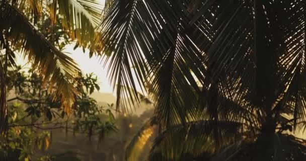 日没の朝に熱帯ジャングルのヤシの木 熱帯抽象的な背景 高品質4K映像 — ストック動画