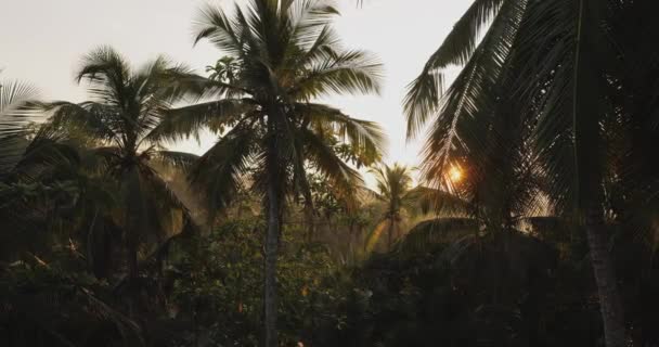 Vista Palme Giungla Tropicale Mattino Tramonto Sullo Sfondo Del Paradiso — Video Stock