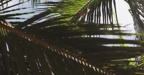 摄像机抬起头 穿过一排排椰子树 俯瞰着蓝天的枝叶中闪烁着的太阳 近距离摄像棕榈树小白杨拍Pov通过阳光或日落 — 图库视频影像