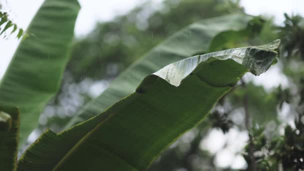 벌새의 움직임 Macro 가까이에서 우림에 내리는 여름철 우기에 바나나 야자나무 — 비디오