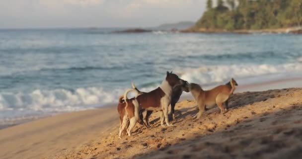 Šťastní Psi Bez Domova Hrají Pláži Moře Vysoce Kvalitní Zpomalený — Stock video