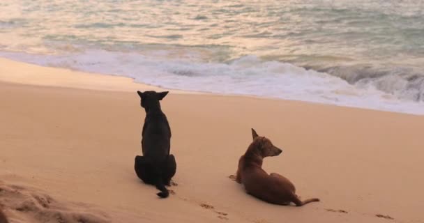 Happy Homeless Dogs Calm Beach Sea High Quality Slow Motion — Stock Video