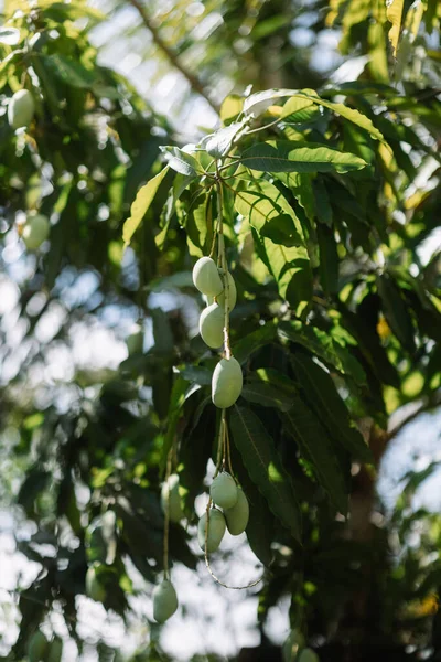 Çiğ Yeşil Mango Dallı Mango Ağacı Lezzetli Sulu Sağlıklı Meyve — Stok fotoğraf